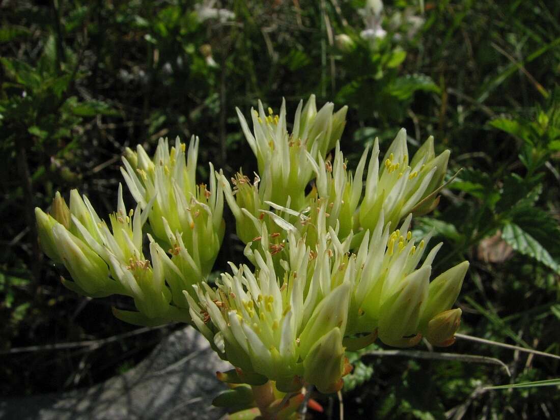 Image of European stonecrop