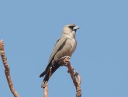 Image of Black-faced Woodswallow