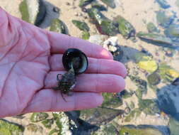 Image of woolly hermit crab