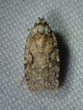 Image of Agonopterix curvilineella Beutenmüller 1889