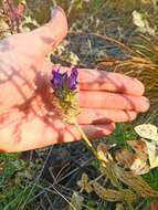 Image de Oxytropis sylvatica (Pall.) DC.