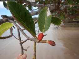 Image of brown-woolly fig