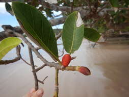 Image de Ficus drupacea Thunb.