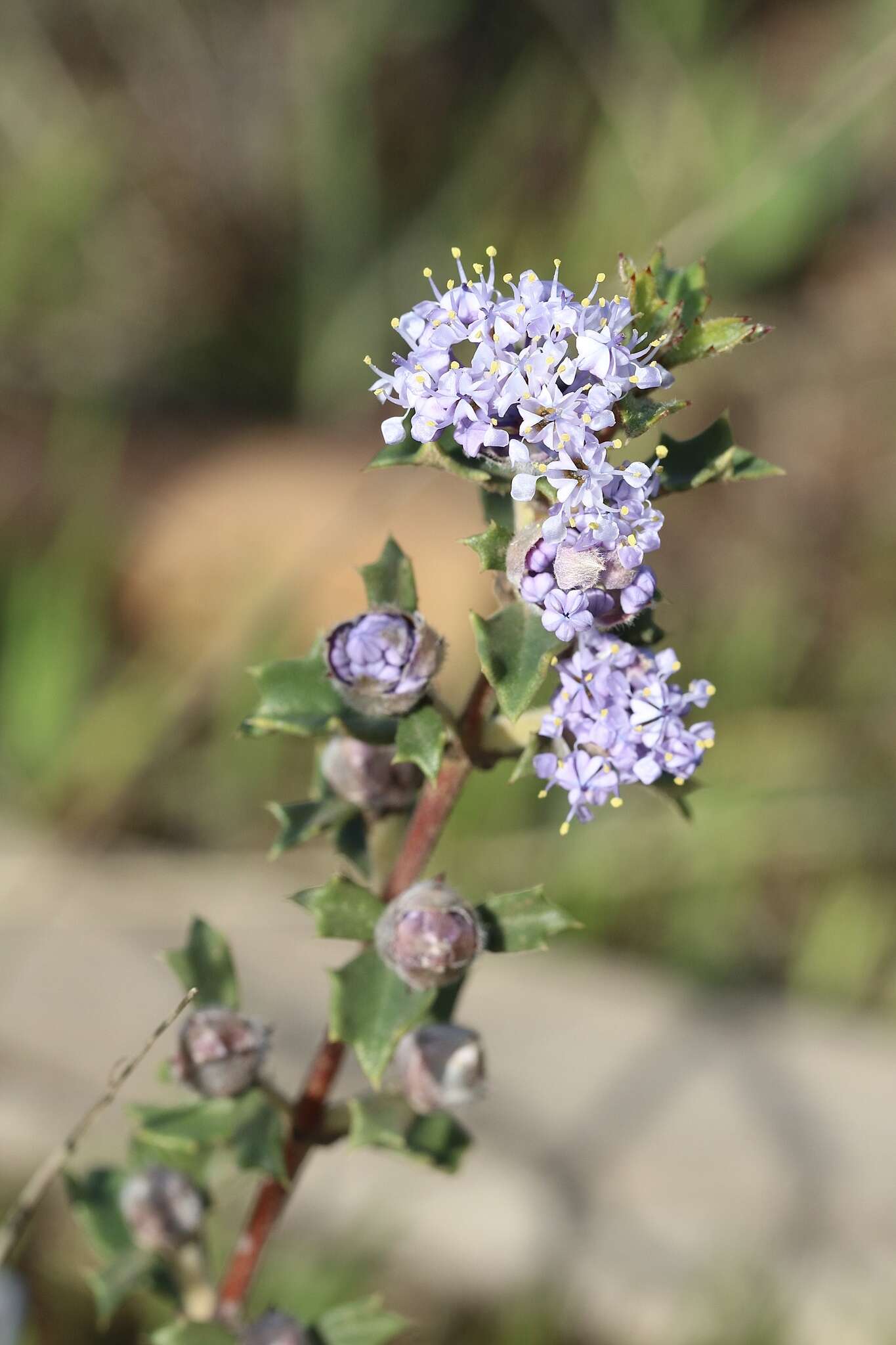 Image of Rincon Ridge ceanothus