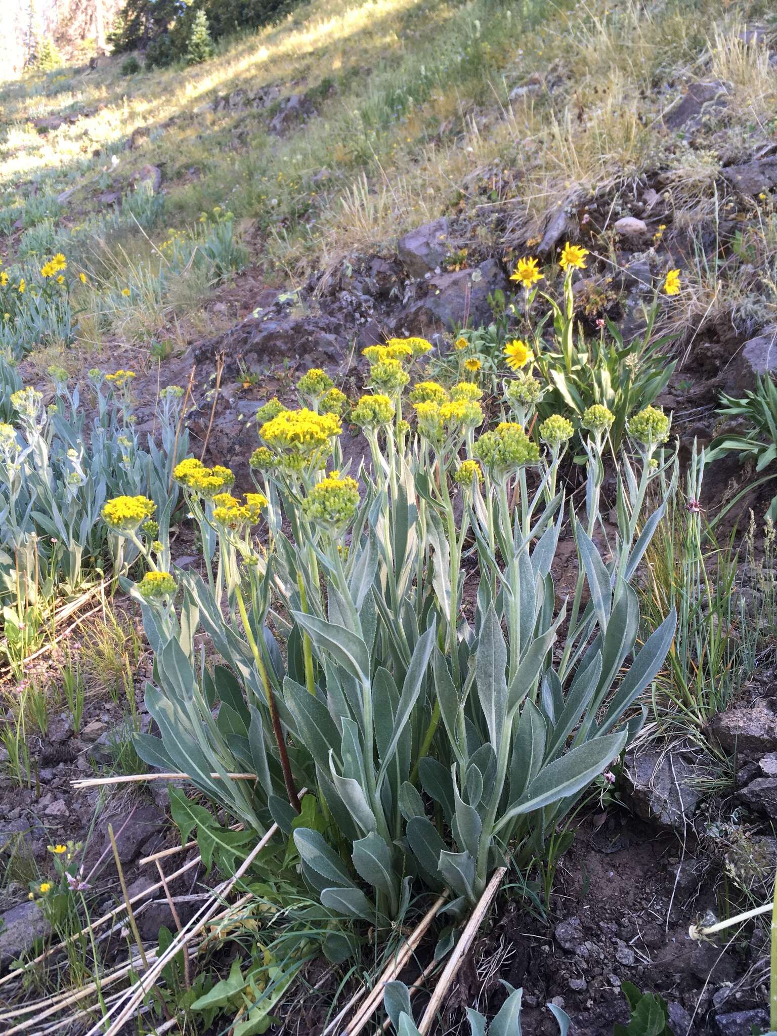 Imagem de Senecio atratus Greene