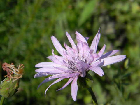 Image of Podospermum purpureum (L.) W. D. J. Koch & Ziz