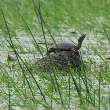 Image of Southern Indian Flapshell Turtle