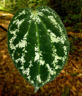 Image of Piper porphyrophyllum N. E. Br.