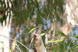 Image of Cacomantis variolosus variolosus (Vigors & Horsfield 1827)