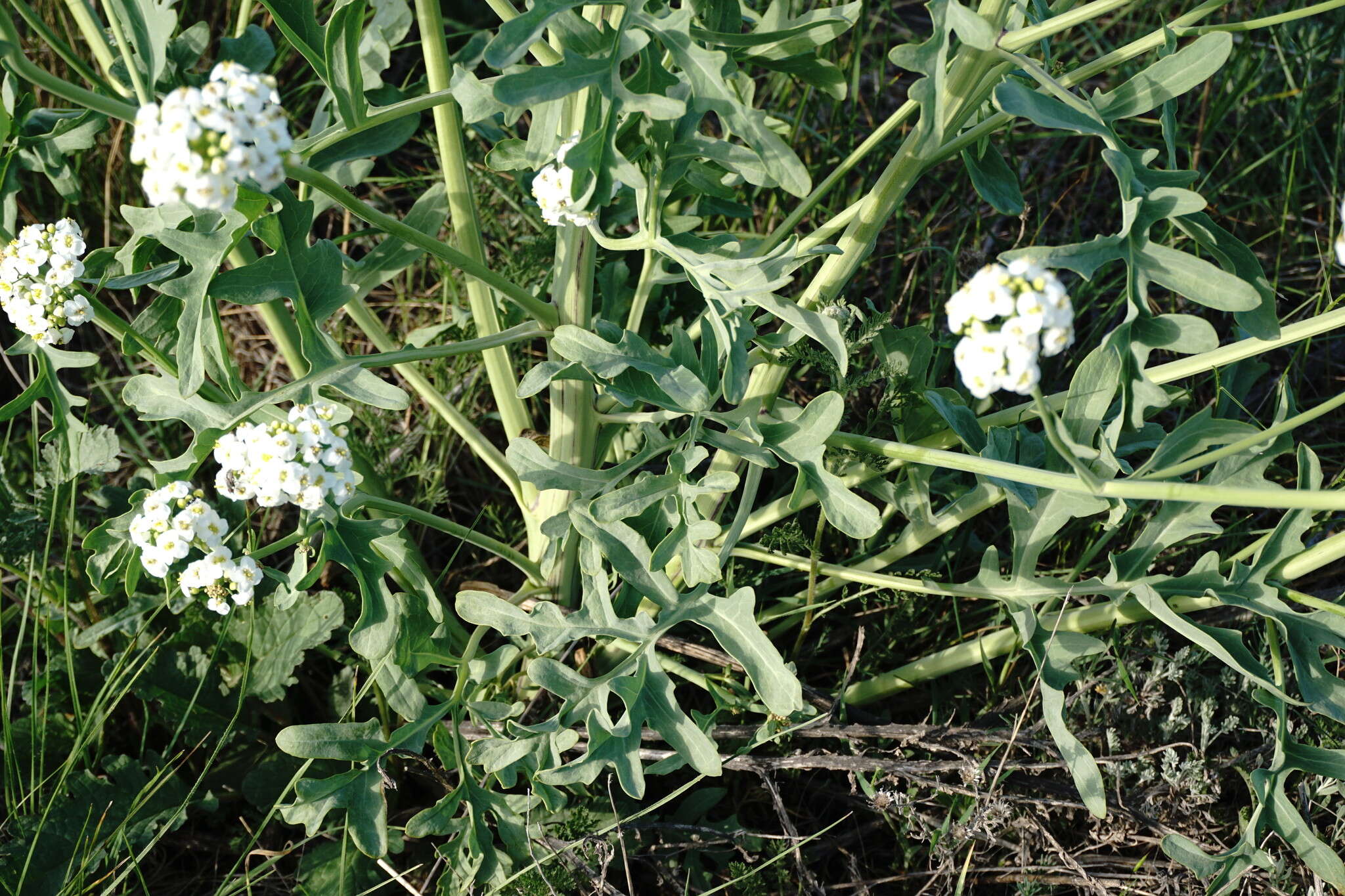 Image of Crambe tataria Sebeók