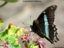 Image of oakleaf garden geranium