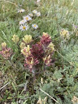 Image of northern Indian paintbrush