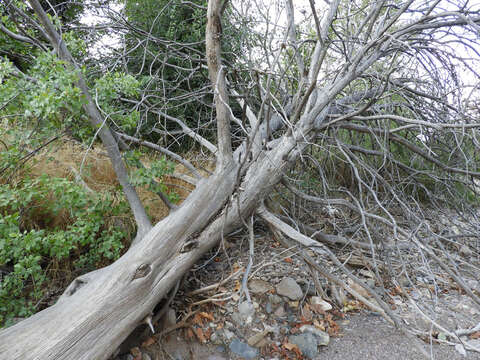 Image of Smooth Arizona Cypress