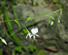 Image of Arthropodium candidum Raoul