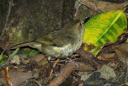 Image of Large-billed Scrubwren