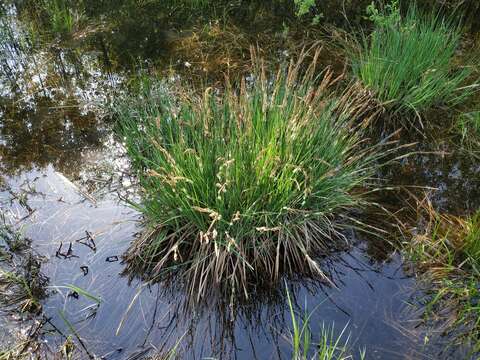 Image of Carex elata subsp. omskiana (Meinsh.) Jalas