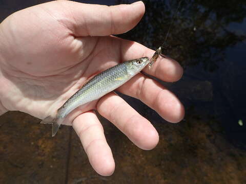 Image of Whitetail Shiner