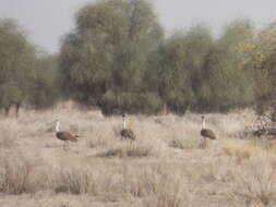 Image of Great Indian Bustard