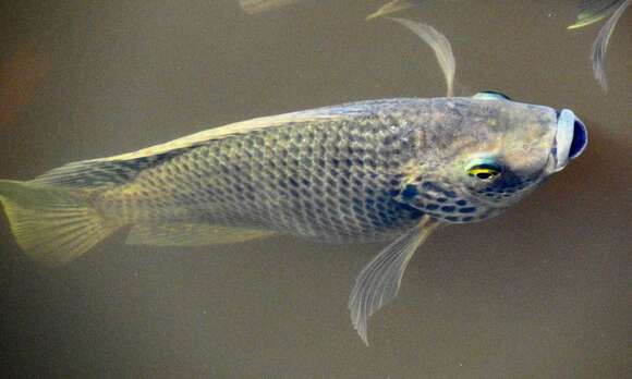 Image of Mozambique Tilapia