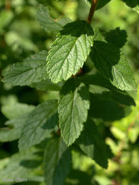 Imagem de Spiraea tomentosa L.