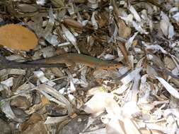 Image of Dalmatian Wall Lizard