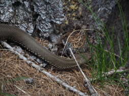 Image of Vipera aspis aspis (Linnaeus 1758)