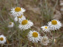 Слика од Leucochrysum albicans subsp. tricolor (DC.) N. G. Walsh