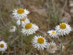 Image of Leucochrysum albicans subsp. tricolor (DC.) N. G. Walsh