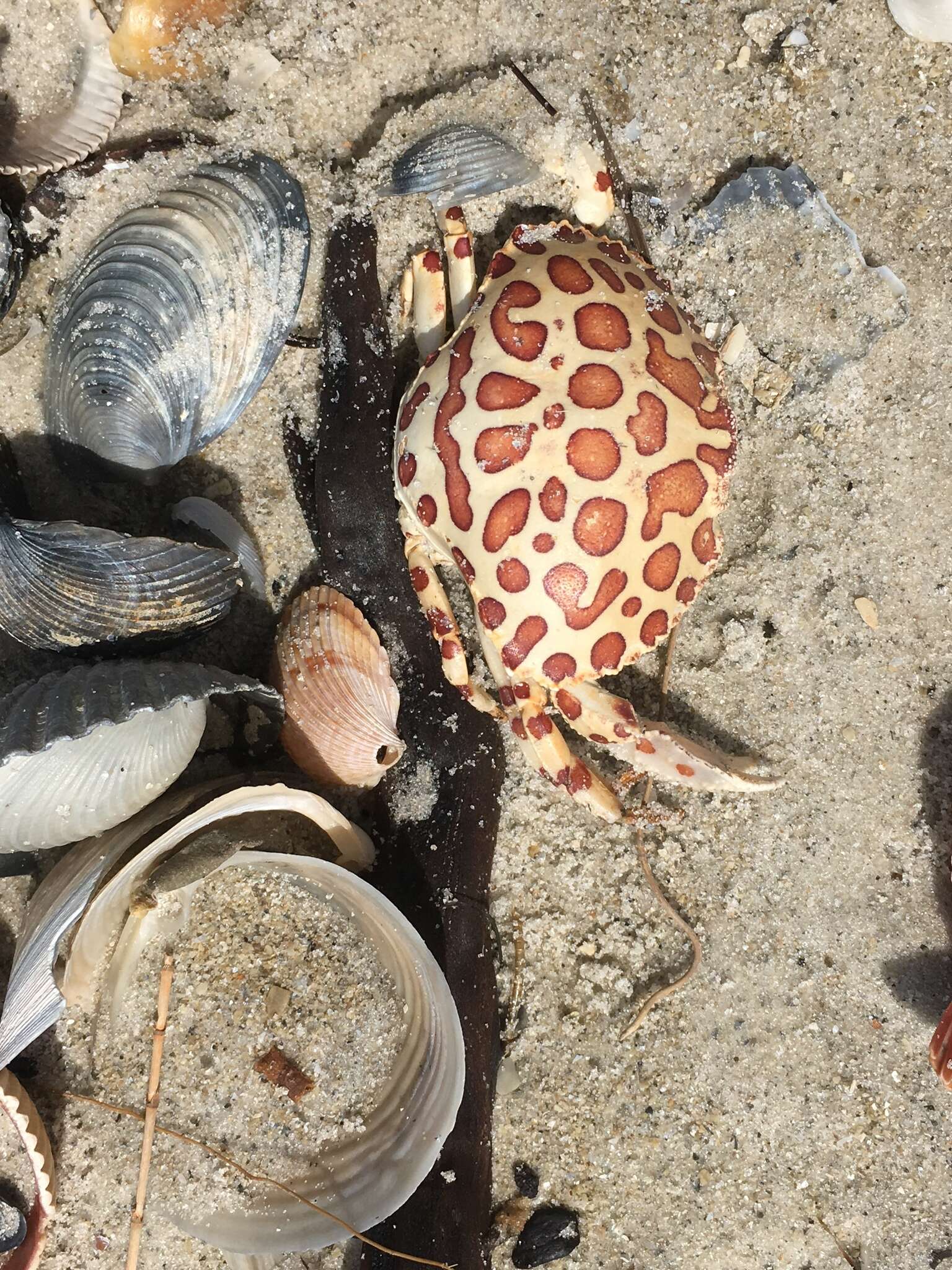 Image of Calico Crab