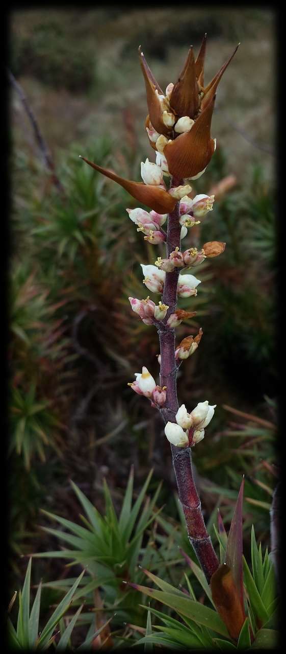 Image of candle heath