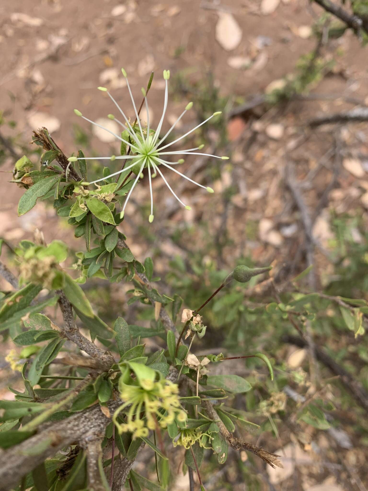 Image of Dwarf bush-cherry