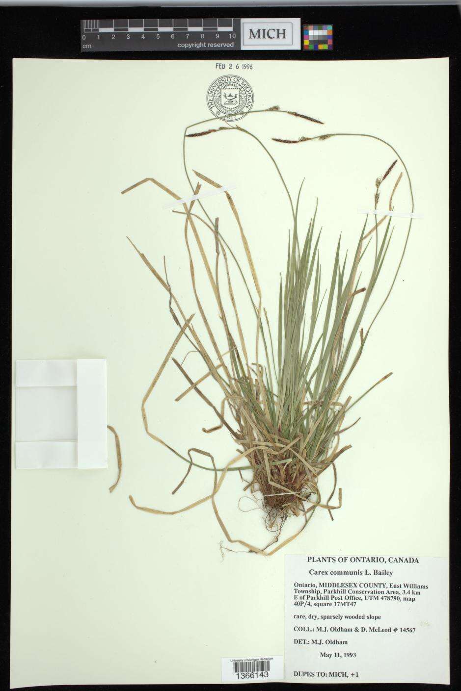 Image of fibrousroot sedge