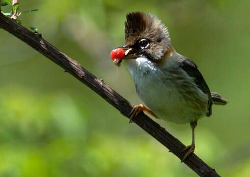 Image of Whiskered Yuhina