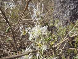 Image of Clematis decipiens H. Eichler ex Jeanes