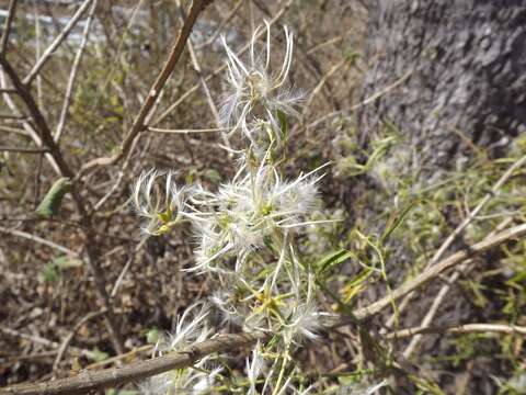 Imagem de Clematis decipiens H. Eichler ex Jeanes