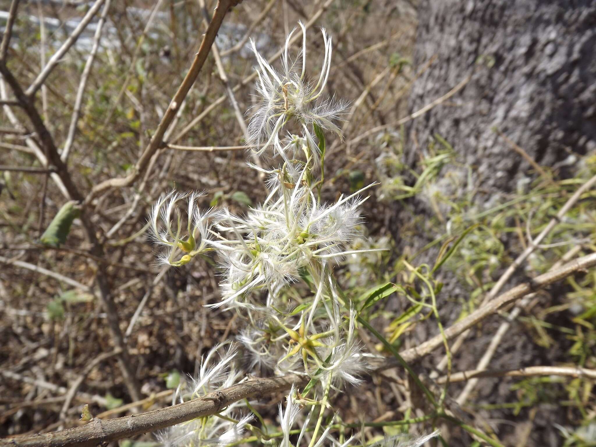 Image of Clematis decipiens H. Eichler ex Jeanes