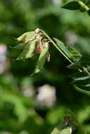 Image of Upright Vetch