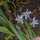 Image of Dianella javanica (Blume) Kunth