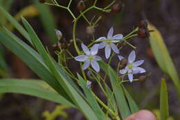 Image of Dianella javanica (Blume) Kunth