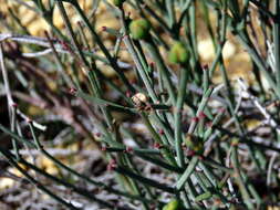 Plancia ëd Euphorbia tenax Burch.