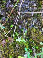 Image of Pinguicula crenatiloba DC.