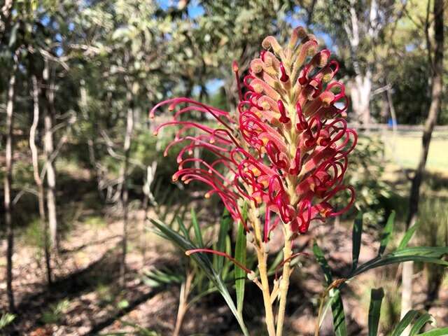 Imagem de Grevillea banksii R. Br.