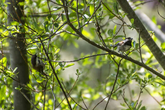 Image of Chestnut-backed Chickadee