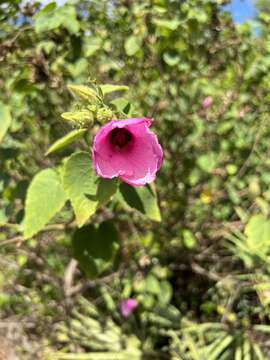 Sivun Hibiscus furcellatus Desr. kuva