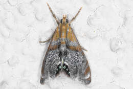 Image of Dicymolomia opuntialis Dyar 1908