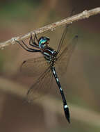 Image of Jade-striped Sylph