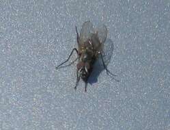 Image of Little House Fly