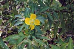 Image of Peruvian primrose-willow