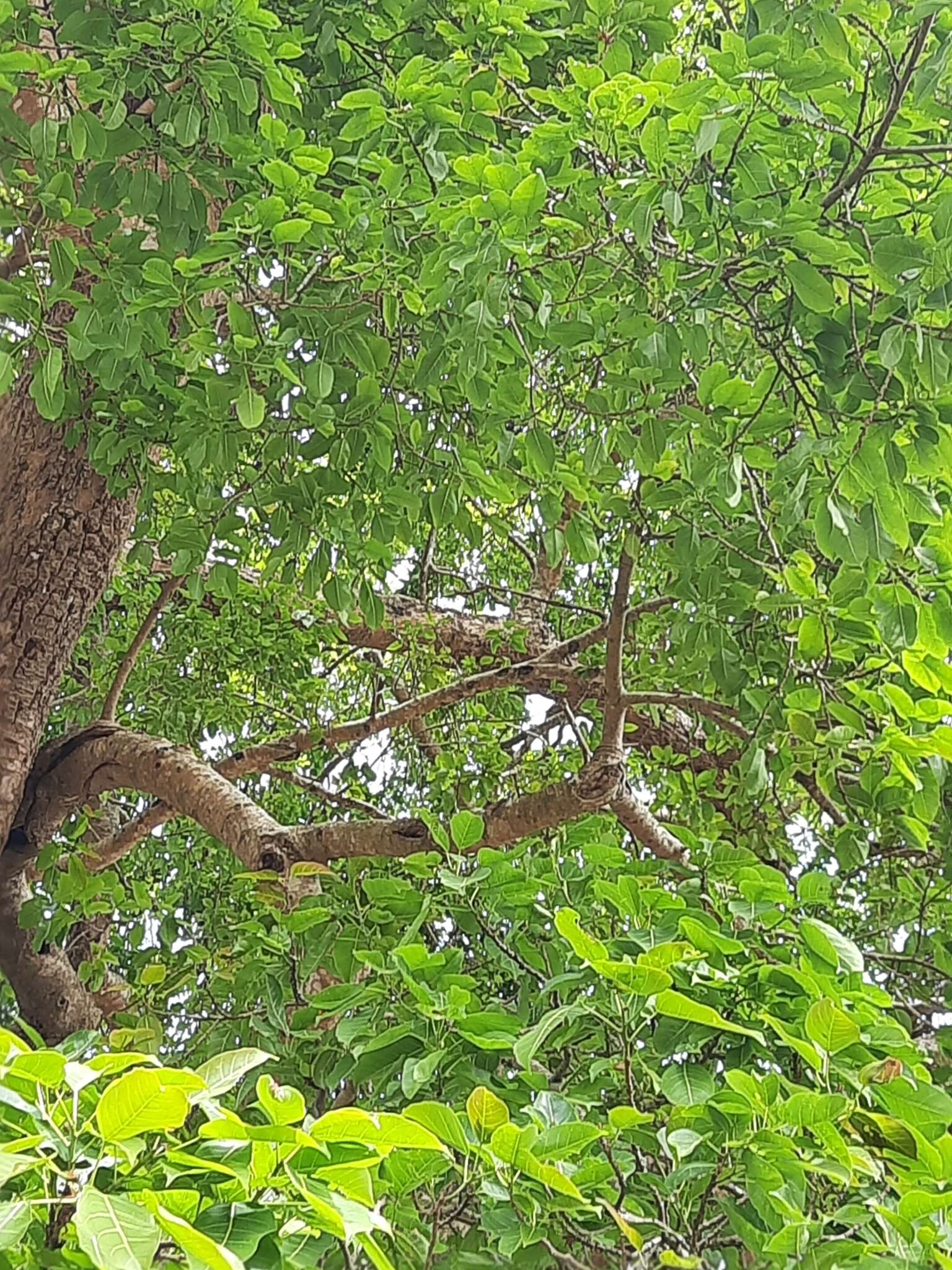 Image of Ficus amplissima Sm.