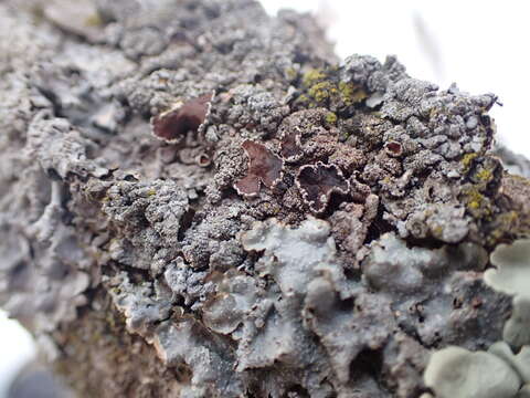 Image of myelochroa lichen